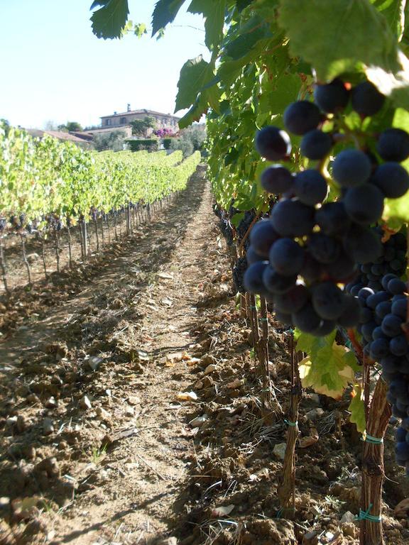 Agriturismo Amina, Winery & Hiking Vagliagli Bagian luar foto