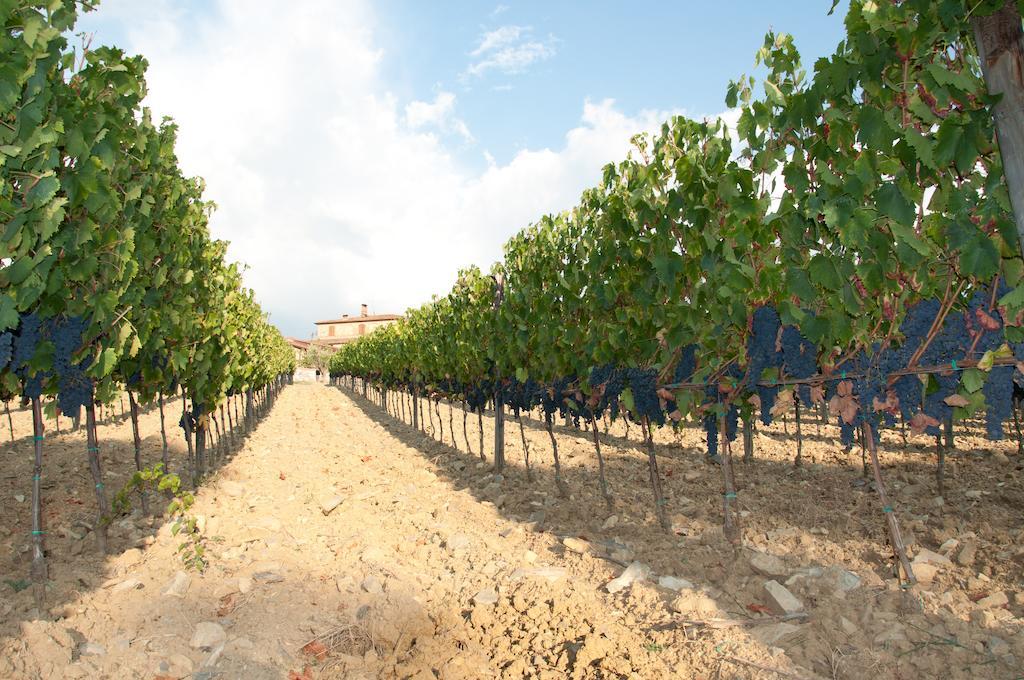 Agriturismo Amina, Winery & Hiking Vagliagli Bagian luar foto